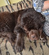 Превью фото № 212504