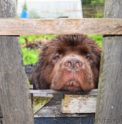 Превью фото № 212505