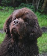 Превью фото № 212511