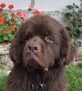 Превью фото № 212517