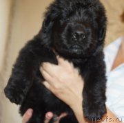 Превью фото № 212546