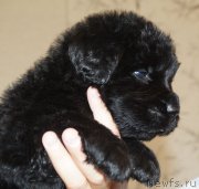 Превью фото № 212548