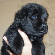 Превью фото № 212550