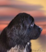 Превью фото № 212607