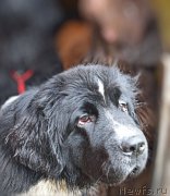 Превью фото № 212609