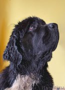 Превью фото № 212610