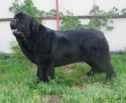 Превью фото № 212623