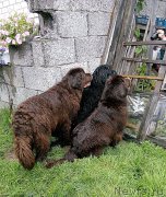 Превью фото № 212636