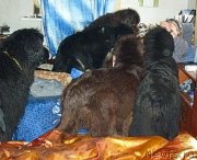 Превью фото № 212644