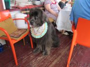 Превью фото № 212686