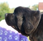 Превью фото № 212704