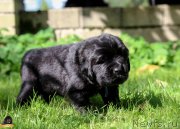 Превью фото № 212716