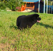 Превью фото № 212739