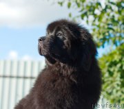 Превью фото № 212744