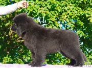 Превью фото № 212748