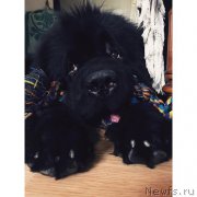 Превью фото № 212767