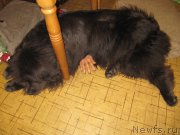 Превью фото № 212768