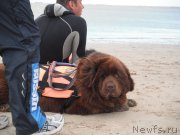 Превью фото № 212815