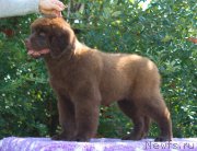 Превью фото № 212838