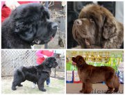 Превью фото № 212963