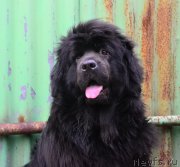 Превью фото № 212969