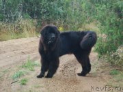 Превью фото № 212981