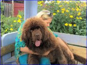 Превью фото № 213044