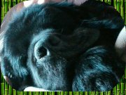 Превью фото № 213112