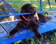 Превью фото № 213148