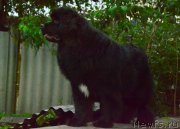 Превью фото № 213170