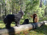 Превью фото № 213301