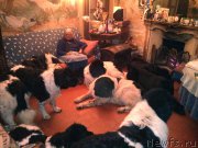 Превью фото № 213303