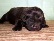 Превью фото № 213330