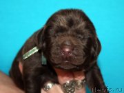 Превью фото № 213337