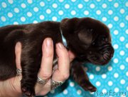 Превью фото № 213361