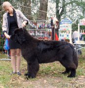 Превью фото № 213374