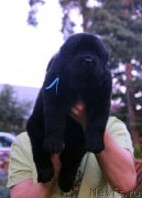 Превью фото № 213385