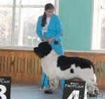 Превью фото № 21340