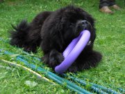 Превью фото № 213416