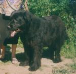 Превью фото № 21355