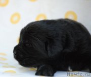 Превью фото № 213615