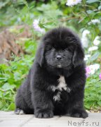 Превью фото № 213637