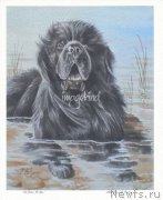 Превью фото № 213691