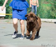 Превью фото № 213695