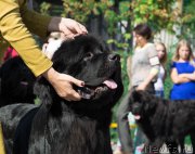 Превью фото № 213700