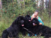 Превью фото № 213716