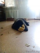 Превью фото № 213722