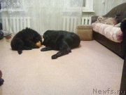 Превью фото № 213725