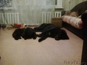 Превью фото № 213726