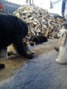 Превью фото № 213730